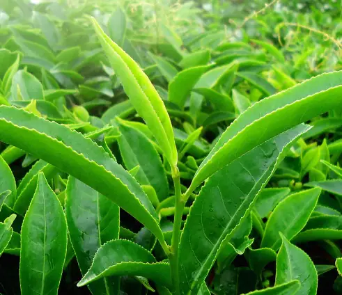 Green Tea Leaf Extract used in Sugar Reset